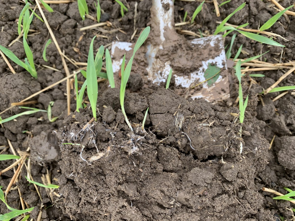 sfssteveh's tweet photo. More biological goings on. #biologicalfarming from @SoilFertilityUK #biostart #soil https://t.co/9rtxrlknPy