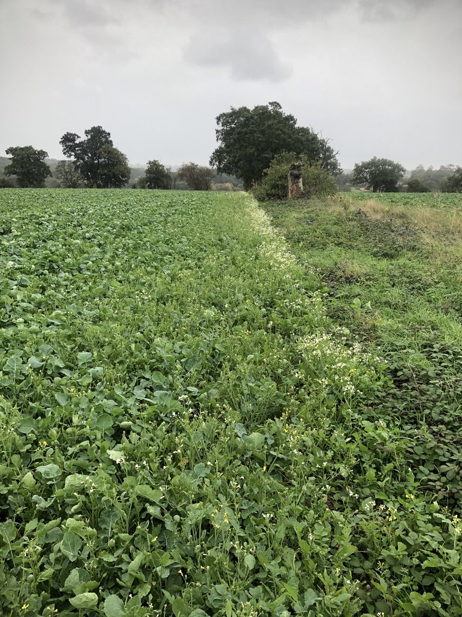 #belkar application has done a reasonable job of reducing heavy Runch and Charlock problem in this OSR looking at the field margin. Low cost establishment won out over a Clearfield variety. ⁦<a href="/CortevaUK/">Corteva UK</a>⁩