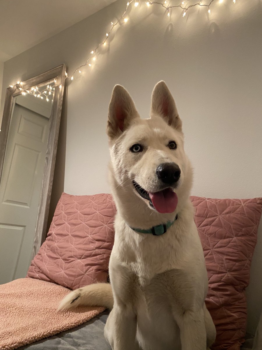 olivviawarren's tweet photo. i’m so in love with this stray i took in. if you know who she belongs to please contact Tanasbourne Veterinary Emergency! +1 (503) 629-5800 https://t.co/9su6IWF1lc