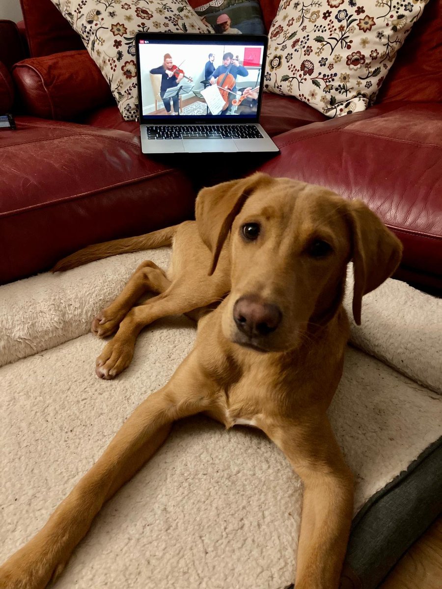 You can watch Jumis Ensemble's live stream until Monday evening at youtu.be/RtCw8wSEdxs

Even my dog, Winnie, enjoyed it 😂
#chambermusic  #instaclassical  #chamber #musiqueclassique  #musiquedechambre
#retrievers #adorabledog #dogsarelife #labradorlove