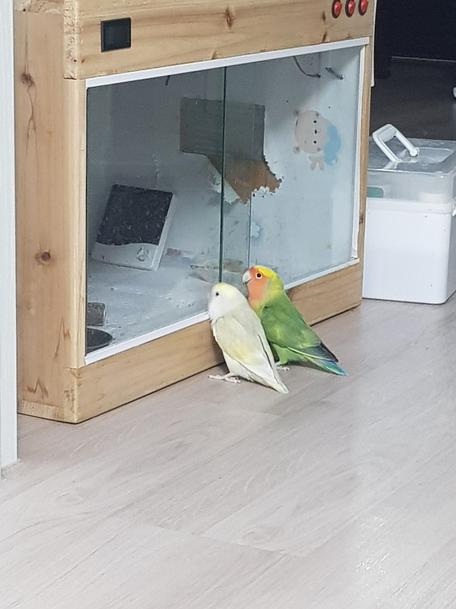 저번에는 꽁이,오일이가 이러고있더니 이번엔 문이,달이가 이러고있다 
송이가 신기한거니? 똑같이 이러고 있길래 놀랐네🤣

#썬코뉴어 #모란앵무 #앵무새