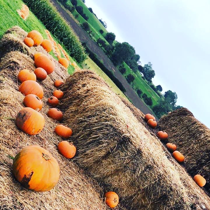 Did you know that you can come to Brymor to pick your own pumpkins every weekend from 10am to 4pm? We will also be open for pumpkin picking the whole of half term week as well! There’s no charge for entry, you just pay for the pumpkins you pick.