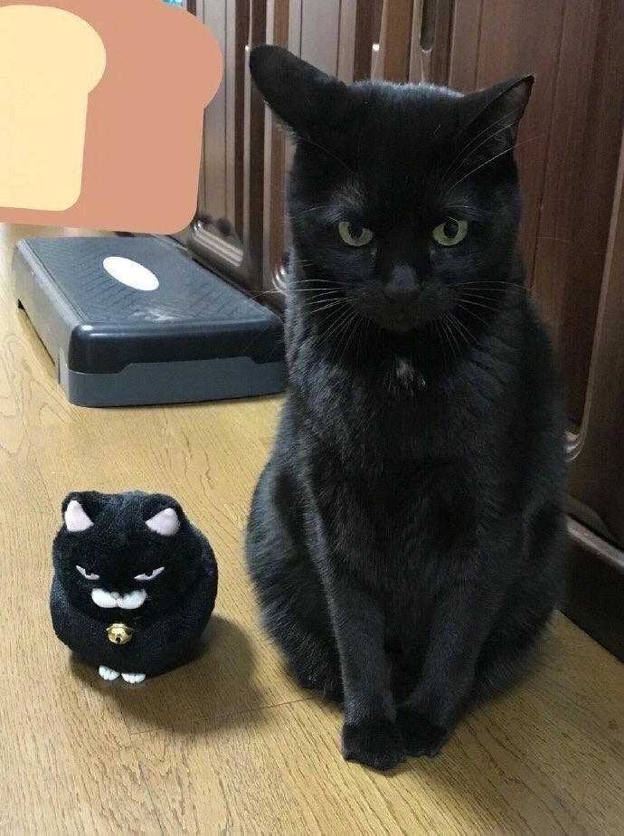 どっちもあまり違和感がなくて可愛い 猫 と 猫のぬいぐるみ を顔交換してみると 話題の画像プラス どっちもあまり違和感がなくて可愛い 猫 と 猫のぬいぐるみ を顔交換してみると 話題の画像プラス