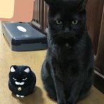 どっちもあまり違和感がなくて可愛い!「猫」と「猫のぬいぐるみ」を顔交換してみると･･･？!