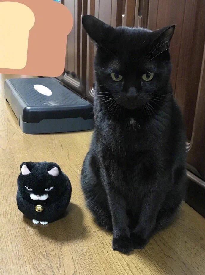どっちもあまり違和感がなくて可愛いwww「猫」と「猫のぬいぐるみ」を顔交換してみると･･･？www