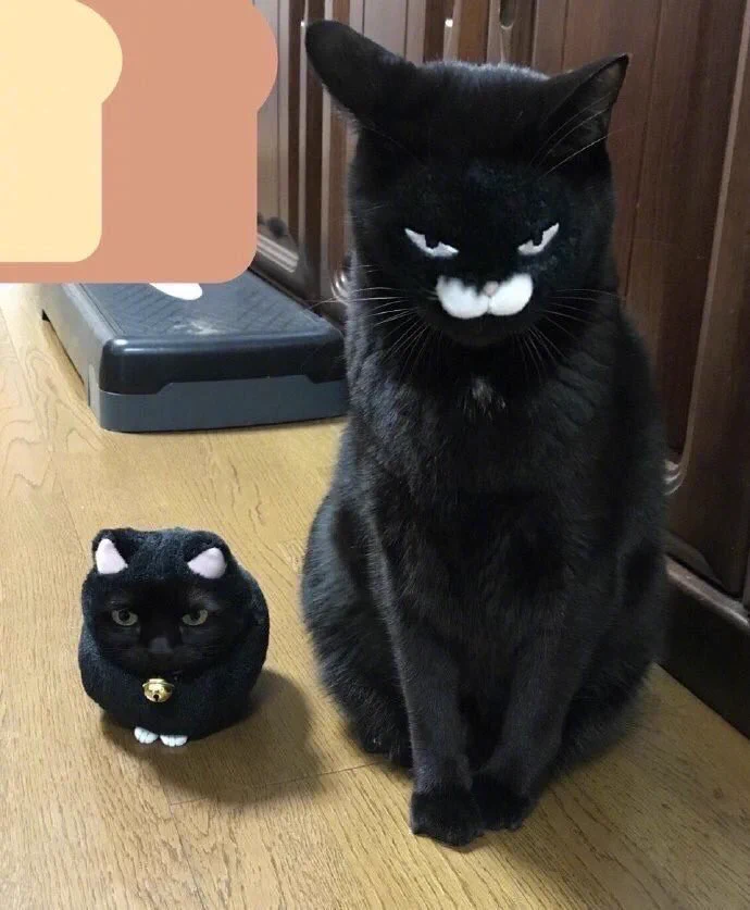 どっちもあまり違和感がなくて可愛いwww「猫」と「猫のぬいぐるみ」を顔交換してみると･･･？www