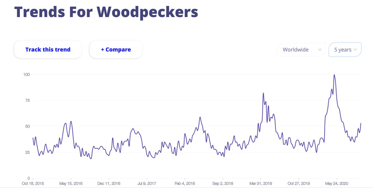 trendsew's tweet photo. Trend of the day - #birdwatching. Why this hobby became so popular in 2020? https://t.co/jsX3PSwb3k