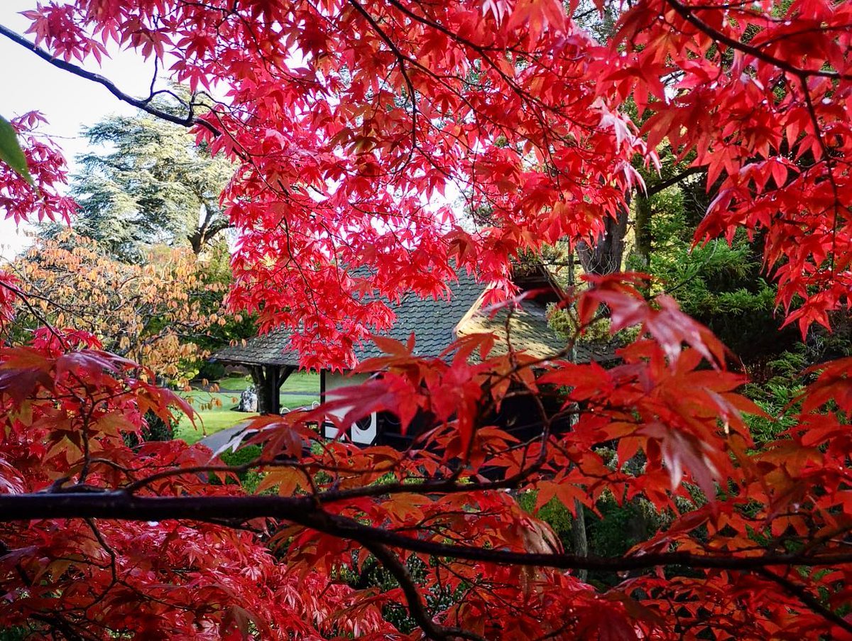 Wow! Take a visit to the Irish National Stud and Japanese Gardens to see their spectacular fall foliage especially these beautiful Japanese Maples 🍁😍 #japanesegardens #irishnationalstudandgardens #intokildare #wecareinkildare #beatouristinyourowncounty intokildare.ie
