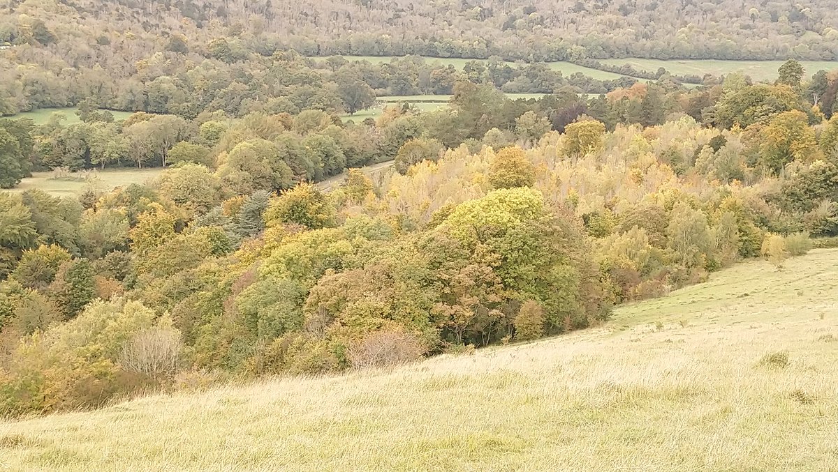 GroundImpressi1's tweet photo. Autumn is the best season
#NaturePhotography #Autumn #leafwatching
View near Box Hill, Surrey https://t.co/AF8efJztSE