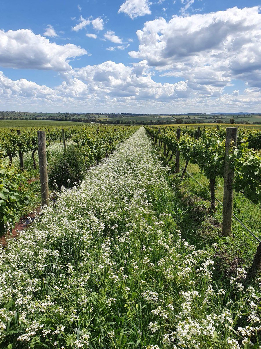 Matt Whittaker tweet media