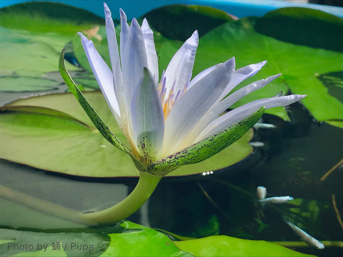 2日間の冬日を乗り越えて、セルレア28番花が咲きました。
花びらがピンとせずにクシャクシャしてるし、1日目なのか2日目なのかも曖昧な花姿。寒さに当たるとこうなるんですよね。
でも時期の割には大きい花です。
残り2つの蕾は無事に咲くかな…
#熱帯睡蓮 #tropicalwaterlily