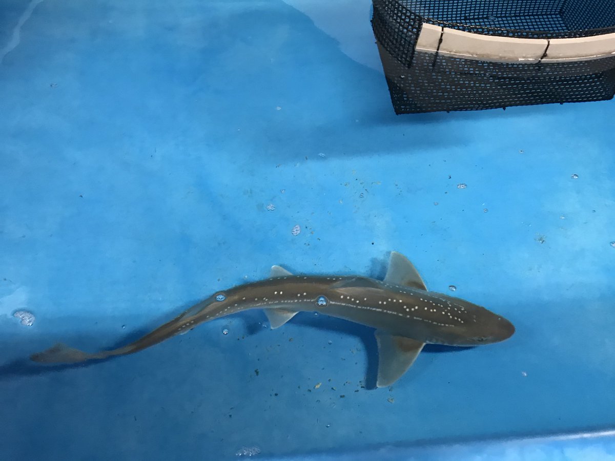新潟市水族館マリンピア日本海pr 漁師さんからホシザメを譲っていただきました 日本海大水槽で展示しています 体に白い点が並んでいるのが特徴です マリンピア日本海 サメ
