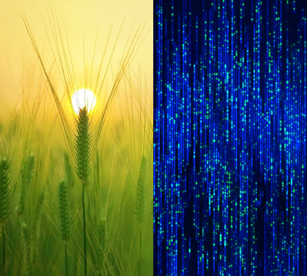 CNRGV's tweet image. Proud of the last Barley optical map metrics : 247 maps N50 82Mb (genome 4.77 Gb) ! 🧬🇸🇦🇫🇷👏

Results of a collaboration with 
cerealgenomics.kaust.edu.sa 
@SimonKrattinger @AbroukMichael and @CNRGV @CAUET

cnrgv.toulouse.inrae.fr/en/Services/Ge…

#Genome #opticalmapping #barley #bionanogenomics