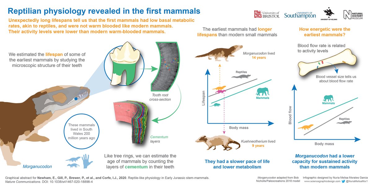 Amazing new paper by Newham, Gill, Brewer, Corfe et al., on the reptile-lik...