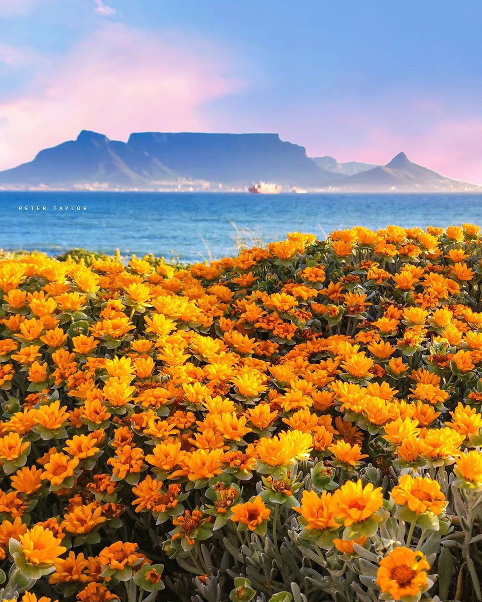 CapeTownEtc's tweet photo. This may be the most photographed view in the Cape, but it's easy to see why. 📸@petesmyname https://t.co/SpZ5qQAHMP