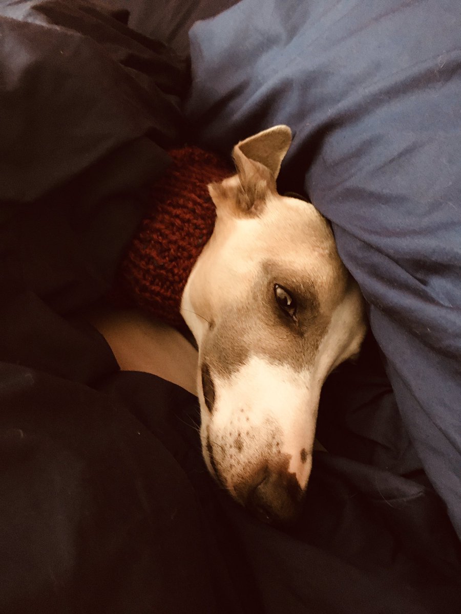 It’s a hard life sometimes. Relax. #BeMoreWhippet. Thanks for the snood <a href="/TrendyWhippet/">The Trendy Whippet</a>. #wiggo the whippet. #HoundsofTwitter