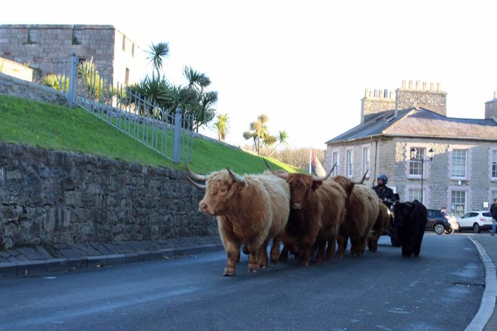 You don't see this every day. Highland cattle being driven through Castletown on Sunday morning. The cattle are being moved from the Langness peninsula to their winter pastures.

Picture credit: Moorhouse Farm IOM