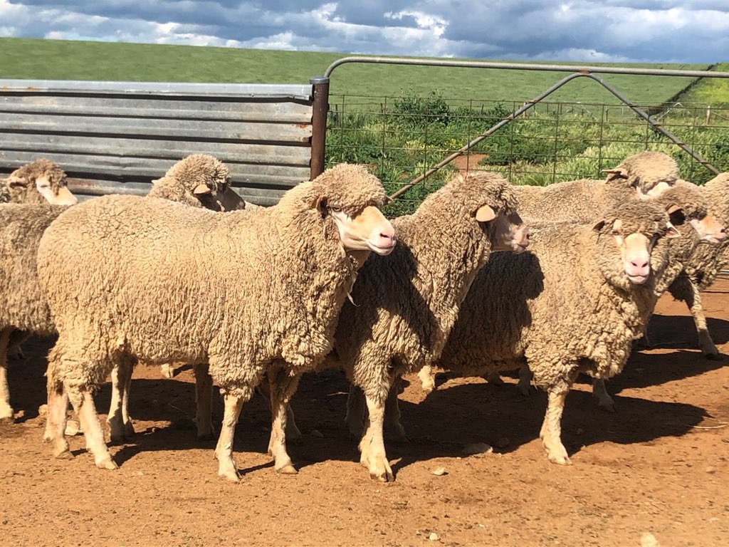 To be offered on Auctionsplus 13th Oct. A/C Garabray Pty Ltd, Greenethorpe
57 Merino Ewes, 3-5 yrs, Bogo blood, av 65.3kg, shorn March 2020. Classed in breeders had Poll Dorset lambs weaned 3 weeks ago. Good productive ewes of very good quality. Contact Phill Butt 0417 411 105