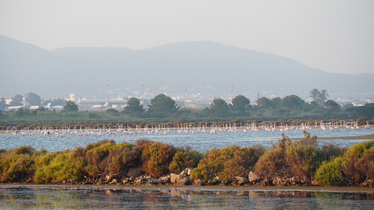 Noudiari's tweet photo. π¦©π¦©π¦© RΓ©cord histΓ³rico de flamencos en el Parque Natural de ses Salines de Ibiza y Formentera - En https://t.co/8Tr6sUKGMX a travΓ©s de @noudiari https://t.co/htdbR1WhZ9