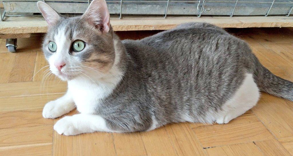 Lo sentimos mucho ROMÁN. Te prometimos encontrar una familia y hemos fracasado y no sabemos qué hacemos mal.. Te difundimos y difundimos y absolutamente nadie pregunta por tí 😔a pesar de tener muchos ♥️ y Rt. Pero no nos rendimos 💪🙏
691598283
asociacionlara@asociacionlara.org