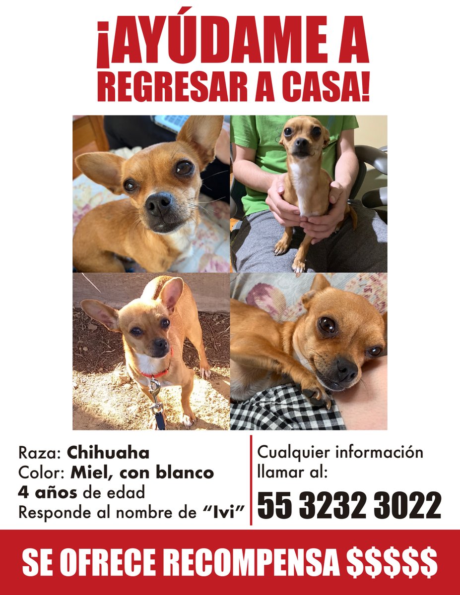 Mi 2020 ha estado repleto de eventos que han llevado mi sanidad mental al absoluto límite. En mi lucha por mantener un mínimo grado de cordura, mi perrita Eevee ha sido mi mejor aliada. Su cariño y su alegría han logrado sacarme una sonrisa incluso en los momentos más oscuros.