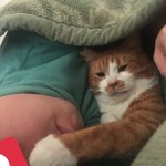 猫の肉球は卯の花の香り…？卯の花を食べる夢を見ていたとき現実世界では猫に肉球の匂いを嗅がされていたｗ