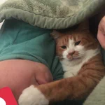 猫の肉球は卯の花の香り…？卯の花を食べる夢を見ていたとき現実世界では猫に肉球の匂いを嗅がされていたｗ