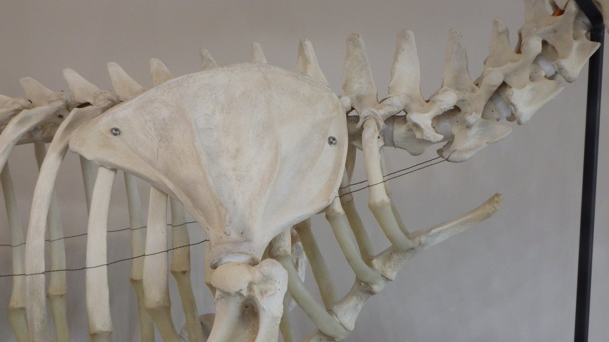木登りヤギ 納得物質ナルホディウム 初めまして 通りすがりの骨好きです こちらのカリフォルニアアシカの全身骨格をお納めください 木登りヤギ 納得物質ナルホディウム 初めまして 通りすがりの骨好きです こちらのカリフォルニアアシカの全身骨格をお納めください