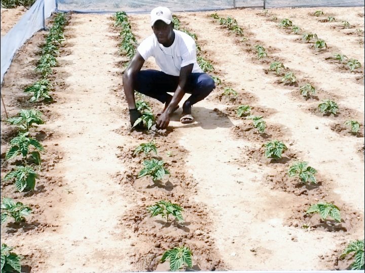 Pape1Moussa's tweet photo. Chaque jeune doit créer les conditions de son propre épanouissement .Cela aurait un impact positif dans l'économie du pays.
L'agriculture étant un secteur par lequel commence  tout développement ,le Sénégal (Etat,investisseurs privés...)doit y consacrer plus d'efforts. https://t.co/zhUuoS6YCt