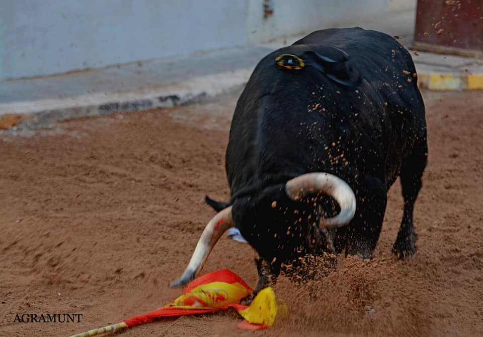 El toro es del pueblo y no ha atendido nunca ni a las ideologías ni a los colores de partidos políticos. Sin toros no hay fiestas y sin fiestas no hay pueblo. Basta ya de hacer política con los toros, no hacéis ningún bien. Hoy 12 de octubre, feliz día de la Hispanidad.
