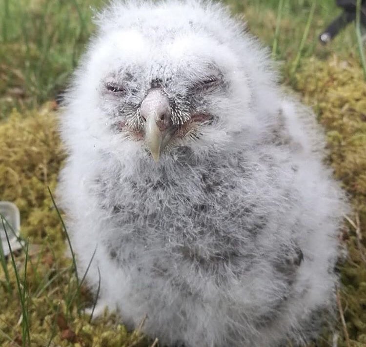EmmysOwls's tweet photo. Hello! 😊 I want to say a big thank you to everyone who has followed me! ❤️ Here is a baby #tawnyowl from last year! 🦉 https://t.co/MkFY2lJXNB