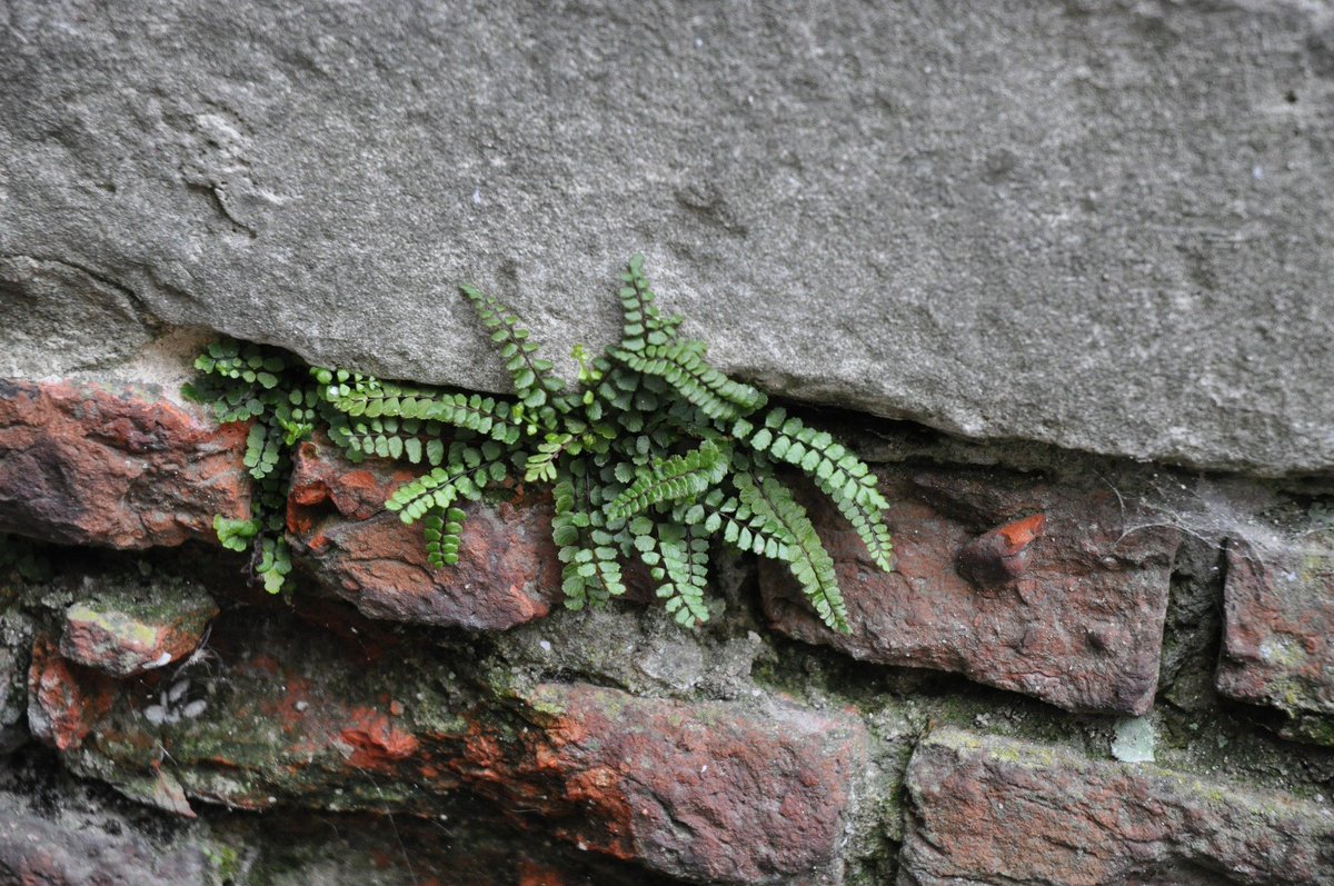 DoeDat (@doedatbe) on Twitter photo It's #WeDigBio time of year again (15-18 October).
DoeDat (doedat.be) is supporting the global transcription effort with new projects on orchids, rushes, buttercups and ferns. Register here for our online event forms.gle/x7Wqum5fjH7Zyw… It's #WeDigBio time of year again (15-18 October).
DoeDat (doedat.be) is supporting the global transcription effort with new projects on orchids, rushes, buttercups and ferns. Register here for our online event forms.gle/x7Wqum5fjH7Zyw…