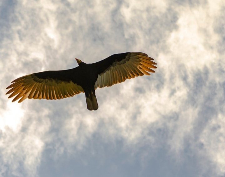 eupamme's tweet image. Hoje é dia de #BioQuiz, será que vocês conseguem descobrir que dino rapinante é esse que está voando no céu?