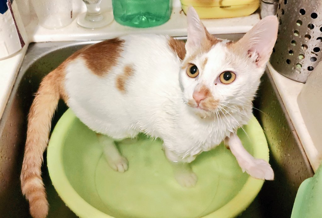 Come on in! The water's lovely!

#CatsOfTwitter #Caturday #CatBath #Catfish #Bathtime