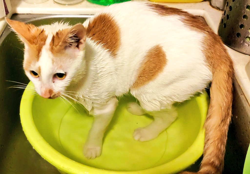 Just here, in my bath, contemplating life. 🛀 😸🚿

#CatsOfTwitter #Caturday #CatBath #Catfish #Bathtime #Showerthoughts