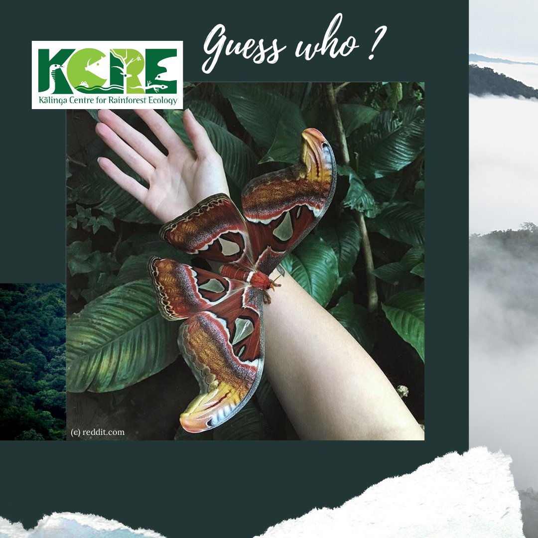 It is not a butterfly? endemic to the forests of Asia!
#nature #moth #insects #entomology #insectsofinstagram #mothsofinstagram #naturelovers #naturephotograph #world #fauna #earth #natureisbeautiful #naturalhistory #Guesswho https://t.co/Rgt3HoEuNp