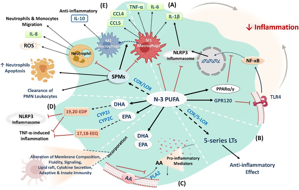 @foundmyfitness @rhg_1 New review from John Seubert et al provides an overview of the pathogenesis of cardiovascular complications secondary to #COVID19 & focus on the mechanisms that may contribute to the likely benefits of #Omega3 PUFAs & their metabolites. Many mechanisms: sciencedirect.com/science/articl…