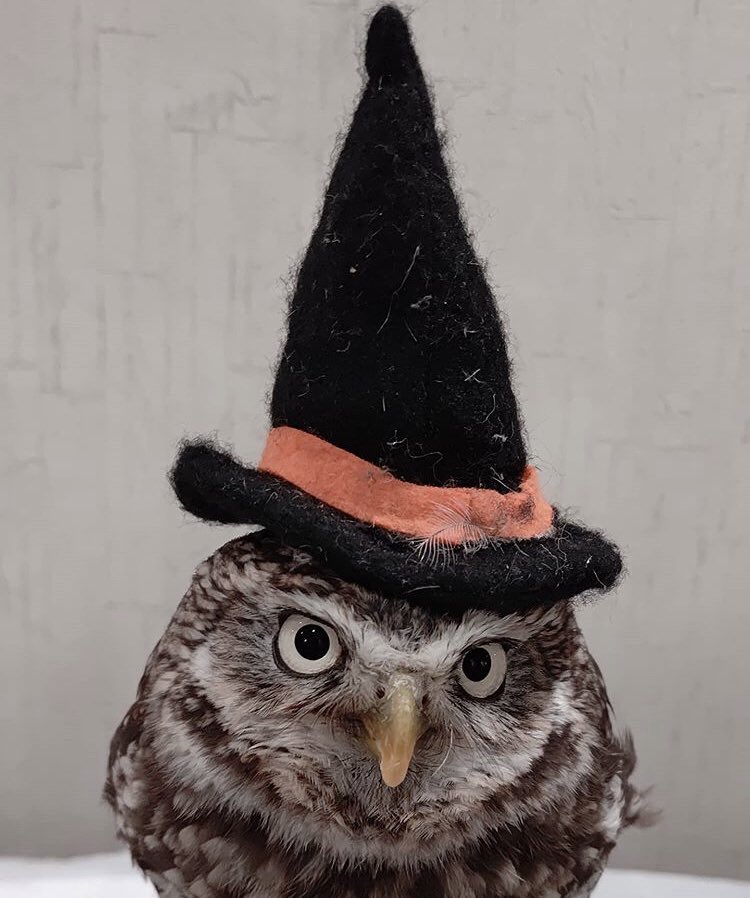 OwlsCentral's tweet photo. Hello, friends of Twitter,😊since it's October, here is a Spooky Owl! 🦉
Have an Owl-tastic day! 😁😊☺️😇🤗😍🥰😘🦉❤️💚🌟❣️👍👊
•
➡️Photo Credit📸: Original owner
➡️Follow @OwlsCentral✅
➡️Tag an Owl lover!🦉❤️
•
#Owl #Owls #DailyOwls #OwlPost #OwlsOfTheDay https://t.co/cU1aQOGiaW