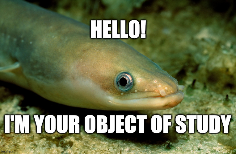 So before we get started talking about historical English eels, lets take a second to define our fish. We're not talking about electric eels (which aren't actually eels!), or about any of the marine eels like morays or ribbon eels.Nope. We're talking about European Eels. 1/14