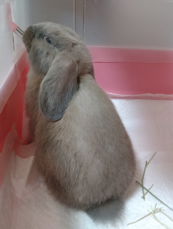Etiqueta 捨てうさぎ Al Twitter Etiqueta 捨てうさぎ Al Twitter