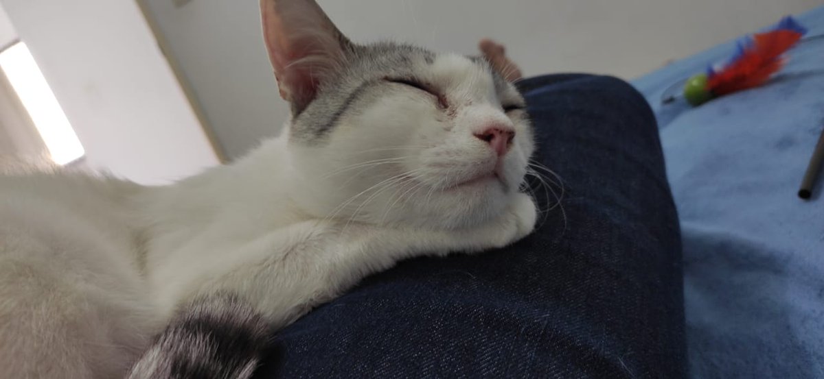 euadulta's tweet photo. Vão devolver o Rupi 😭
Segue imagens caso algm queria ficar com essa gracinha https://t.co/mtMPbsw8kP