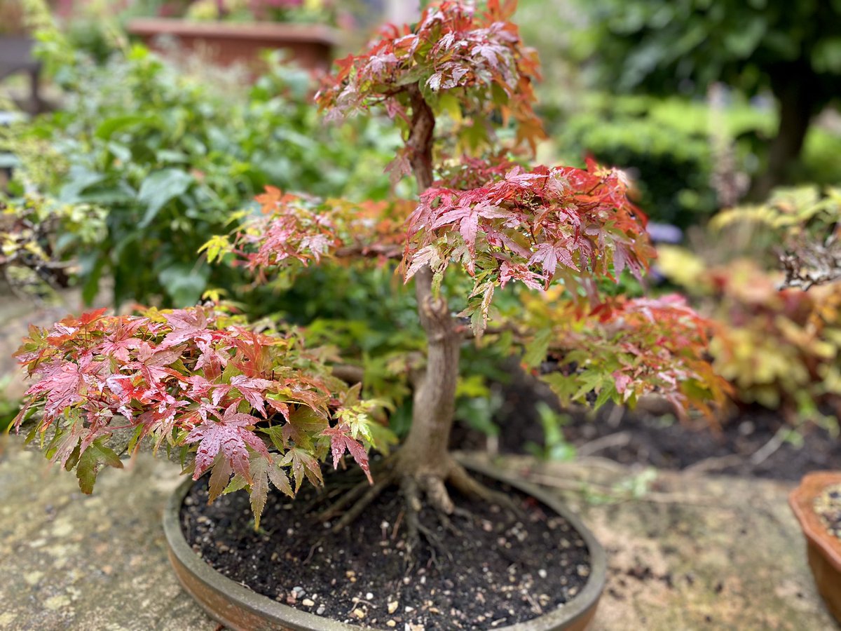 Cazlar123's tweet image. Our bonsai trees sporting their autumn 🍂 colours 
#bonsai #smallbutbeautiful #acer #Autumn #autumncolours