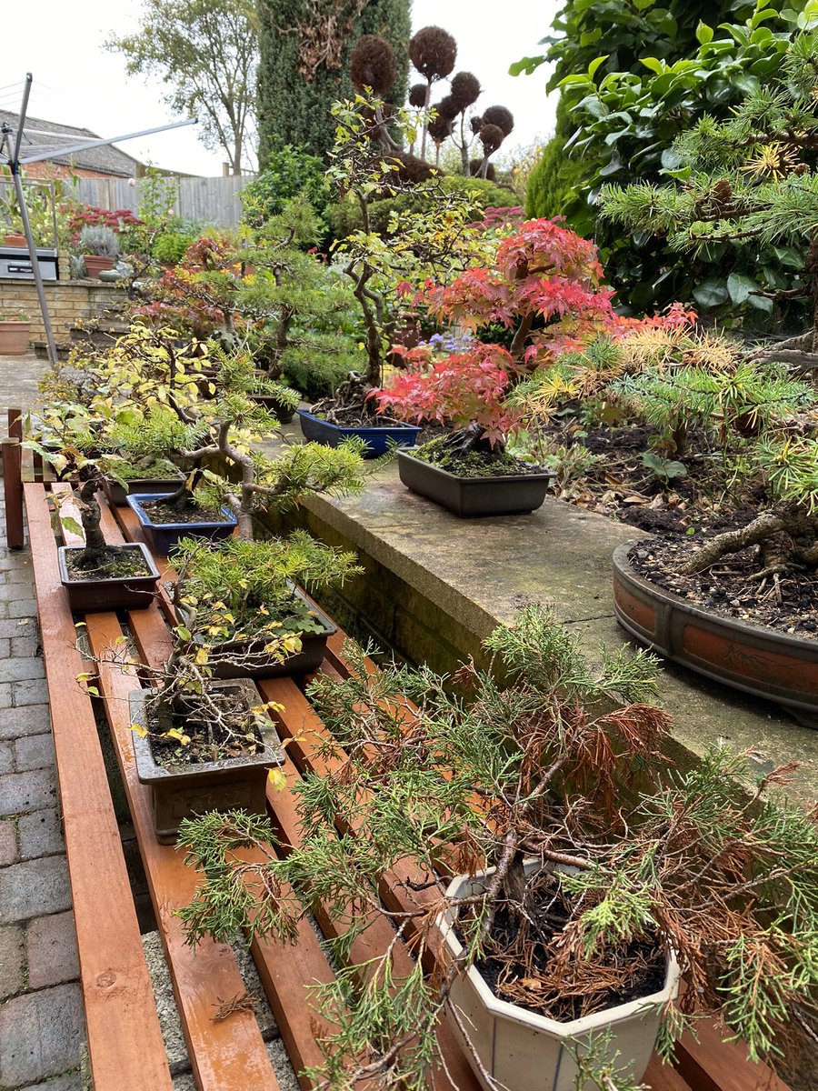 Cazlar123's tweet image. Our bonsai trees sporting their autumn 🍂 colours 
#bonsai #smallbutbeautiful #acer #Autumn #autumncolours