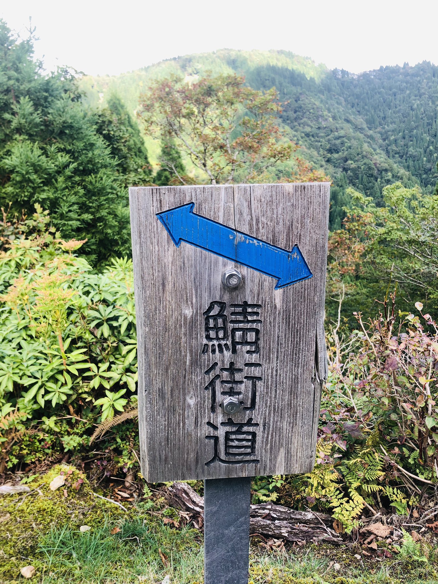 はな 迷ったら楽しい方へ おにゅう峠 紅葉はまだ早かったけど 雨の後で山が綺麗だった おにゅう峠 滋賀県 福井県 鯖街道 ドライブ T Co Etflstwrvt Twitter