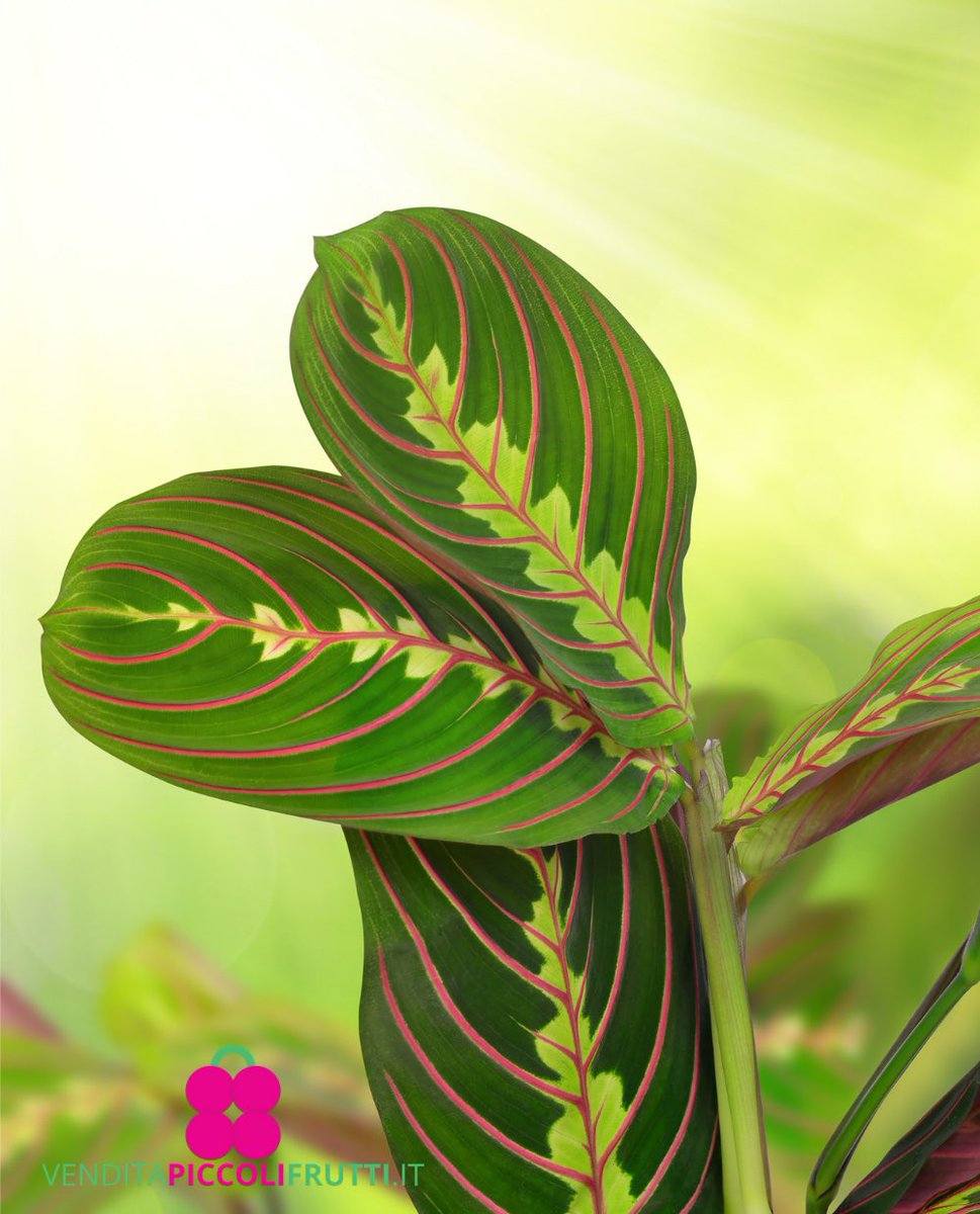 MARANTA LEUCONEURA ‘Fascinator’
9,90€
Vaso: Ø 12 cm – H. 25/30 cm

venditapiccolifrutti.it/prodotto/maran…

#maranta #fascinator #marantafascinator #plant #plants #garden #gardening #indoor #shoponline #marantaleuconeura #flowers #italian