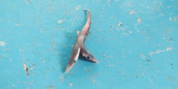 akshay_journo's tweet image. two-headed #shark (dicephalic) recorded first time from #Maharashtra marine water. fisherman nitin patil from palghar, satpati found dicephalic Spadenose shark. 
report - mahamtb.com/Encyc/2020/10/…
@vidyathreya @SharkAdvocates @TheSharkStanley @akhileshkv7 @IUCNShark @anishandheria