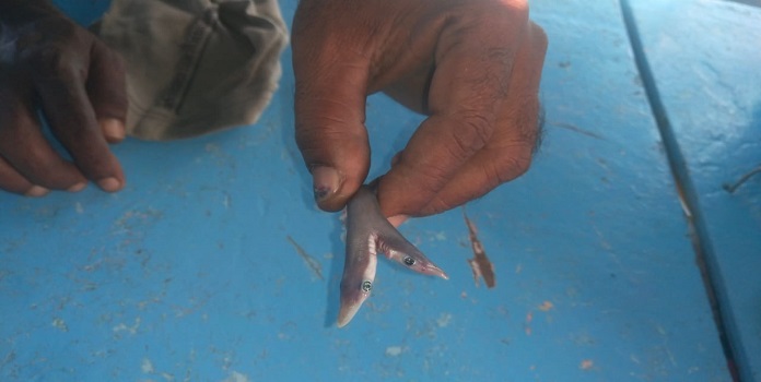 akshay_journo's tweet image. two-headed #shark (dicephalic) recorded first time from #Maharashtra marine water. fisherman nitin patil from palghar, satpati found dicephalic Spadenose shark. 
report - mahamtb.com/Encyc/2020/10/…
@vidyathreya @SharkAdvocates @TheSharkStanley @akhileshkv7 @IUCNShark @anishandheria