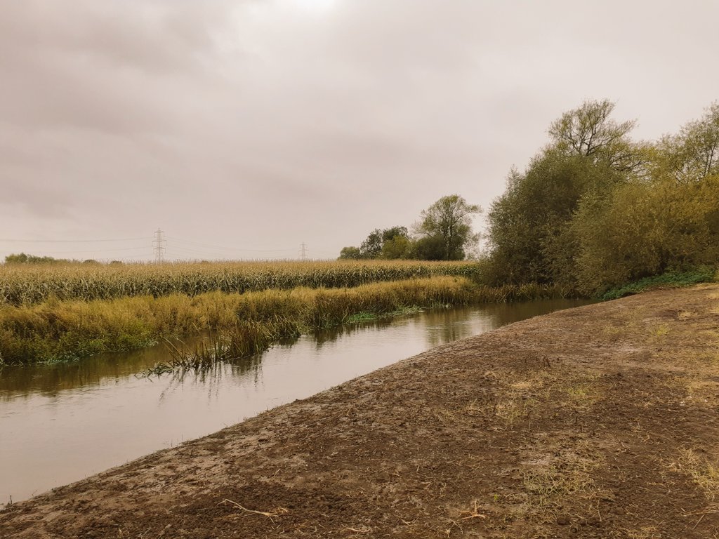 MeaseRiver's tweet image. The heavy rain last week put our newly re-profiled banks to the test. Here we see the bank in low and high flows. The sloped bank before the reeds is acting as a backwater and fish refuge in the higher flows.