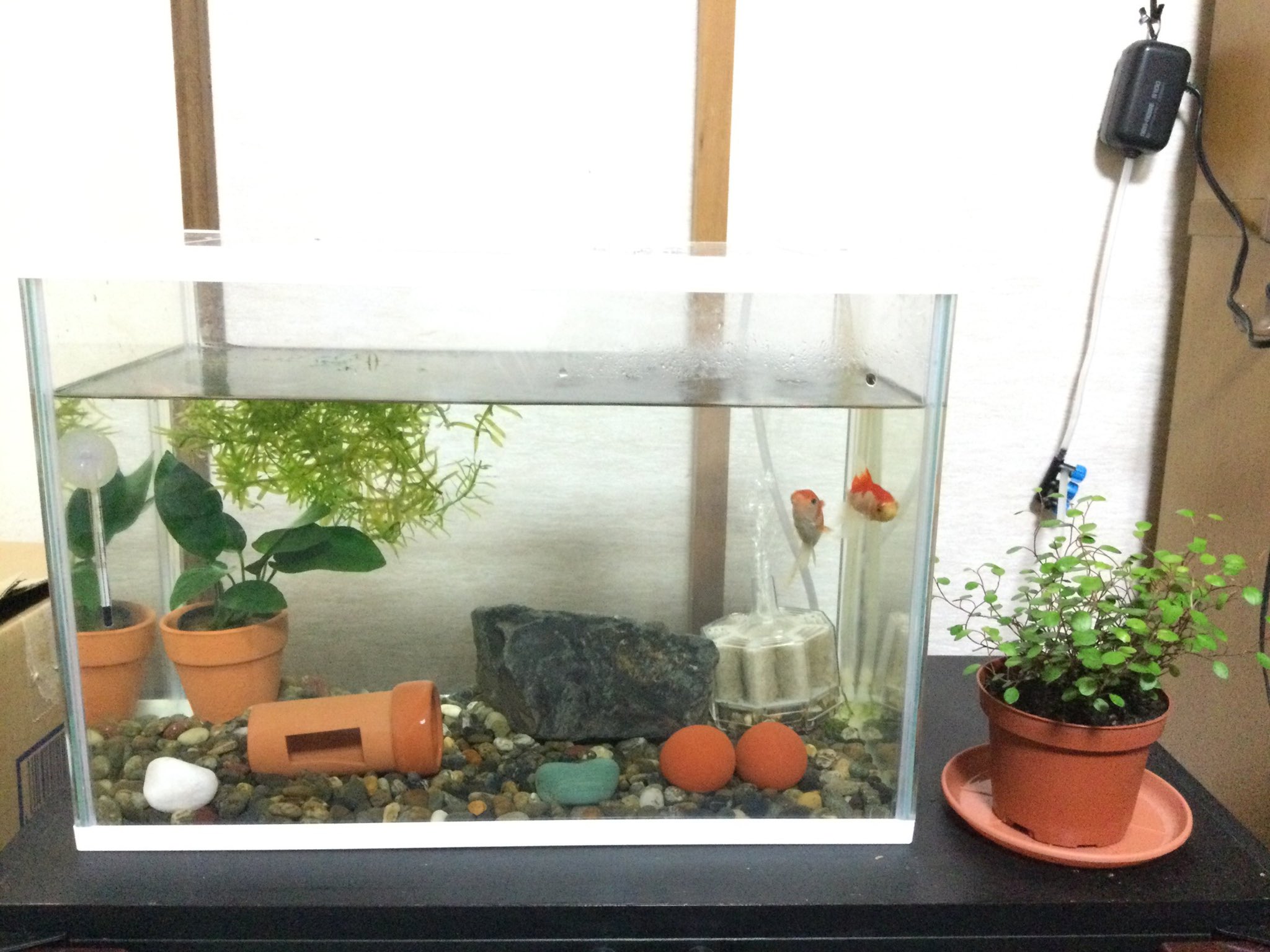 なべお アヌビアスナナをちっちゃな植木鉢に植え替えてみました 70円のしあわせ 本当はハイドロカルチャー とかやってみたいんだけど とりあえずミニワイヤープランツを水槽の横に置いてみた うん いい感じ 自画自賛 笑 金魚 コメット