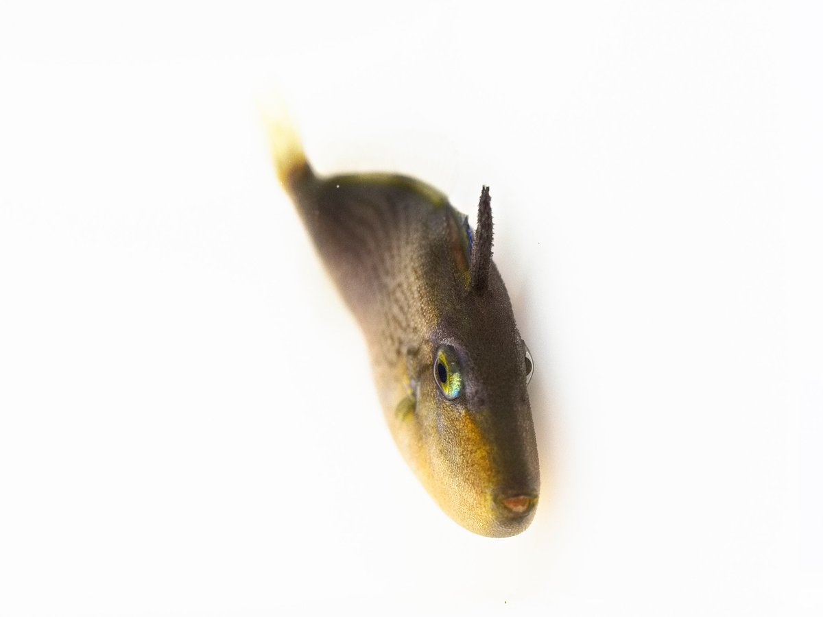 3枚目が成長したアカモンガラ。色も顔つきも様変わりしますね 